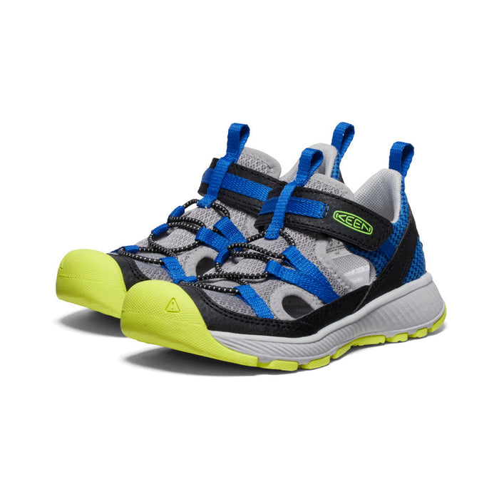 Classic Blue Evening Primrose